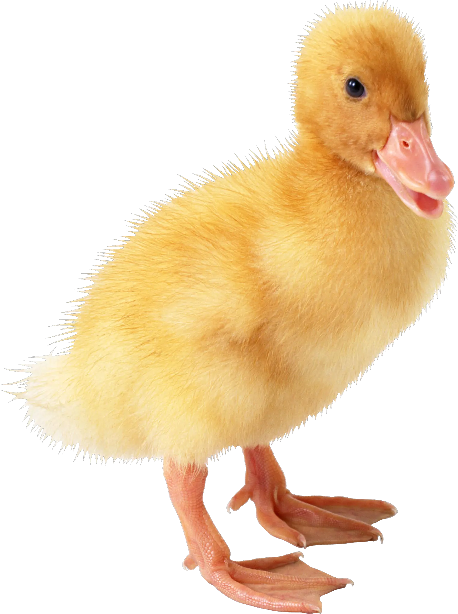 Little duck PNG image