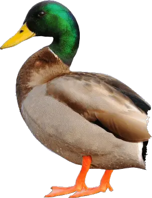 Duck PNG image