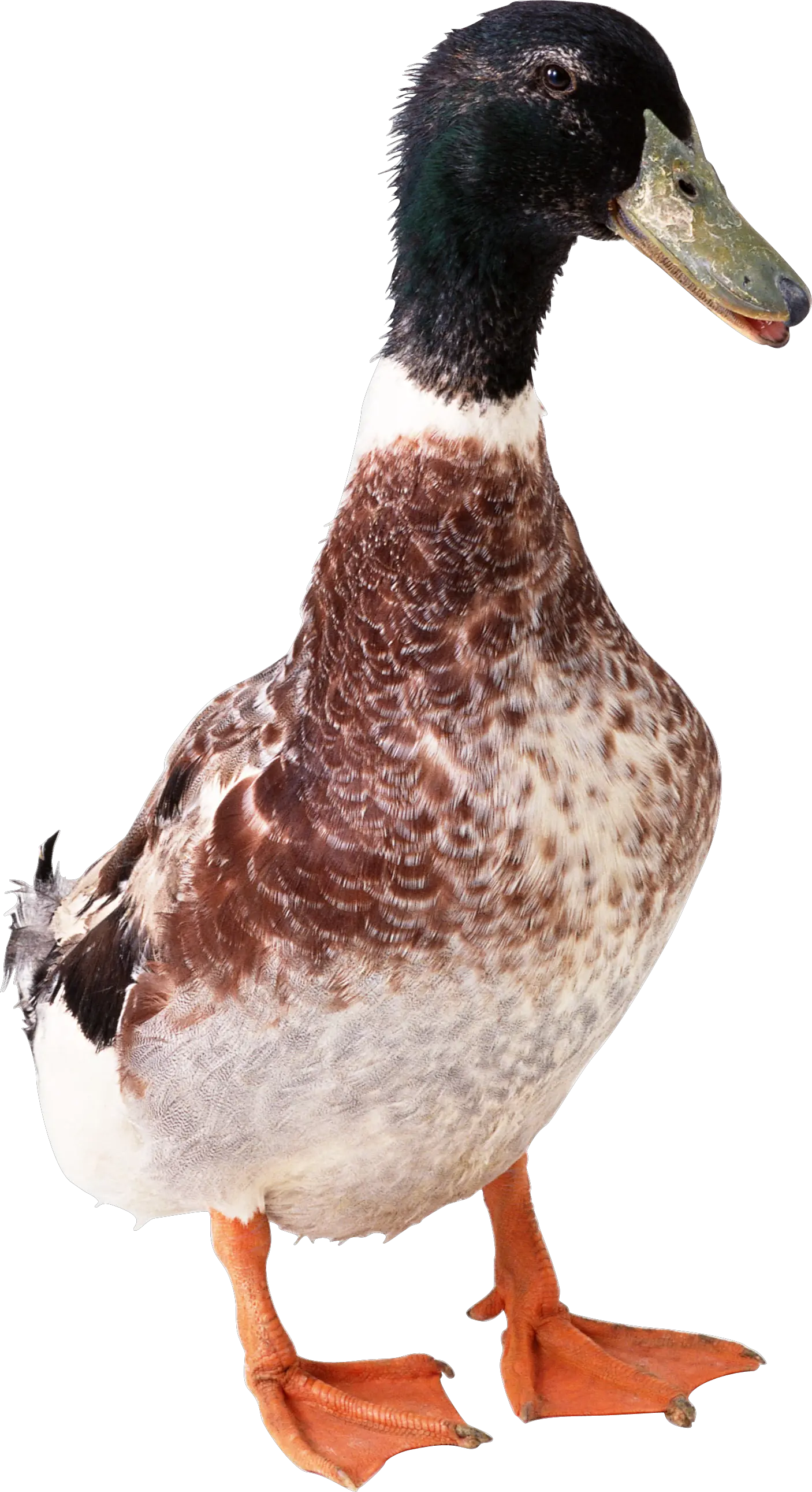 Duck PNG image