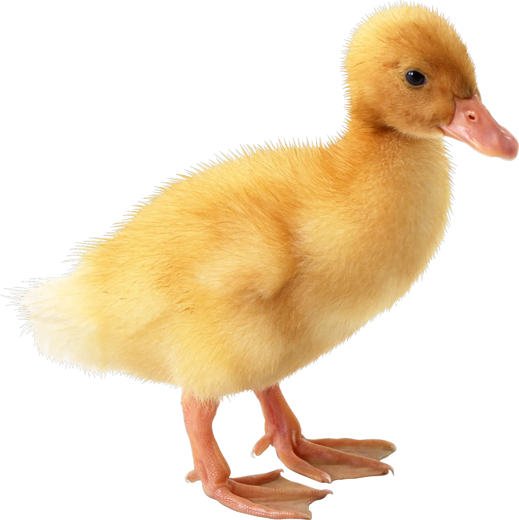 Little yellow duck PNG image