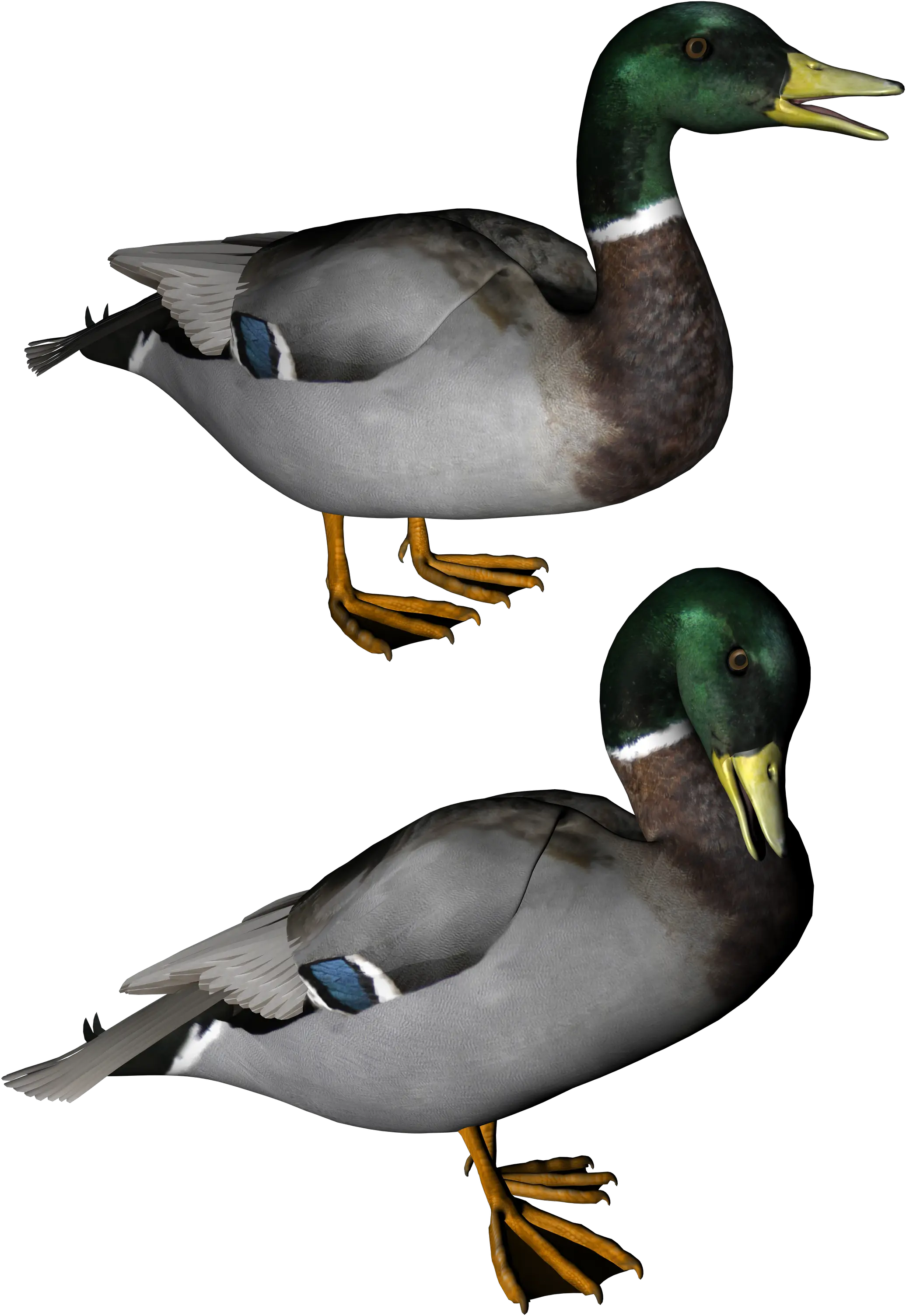 Duck PNG image