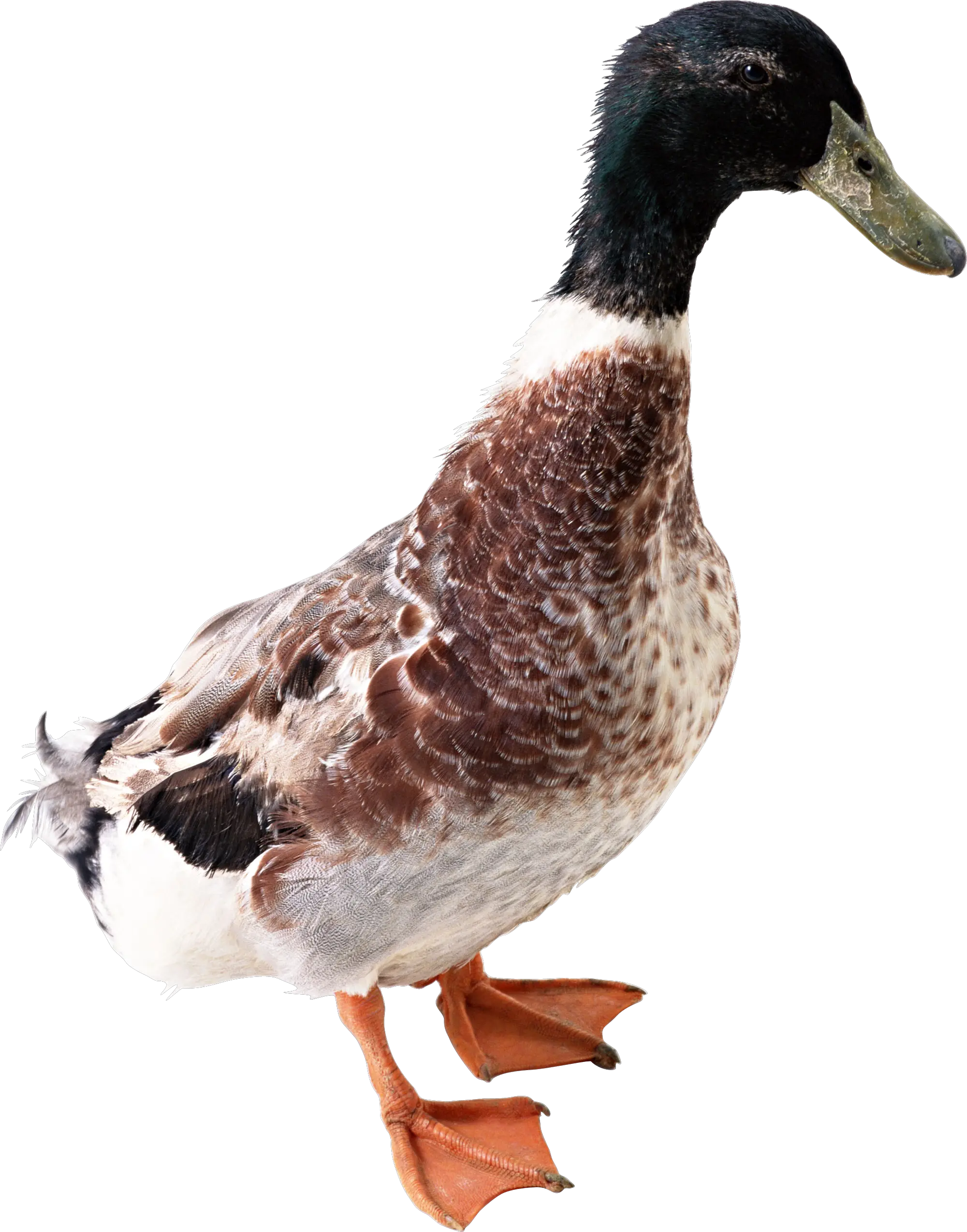 Duck PNG image