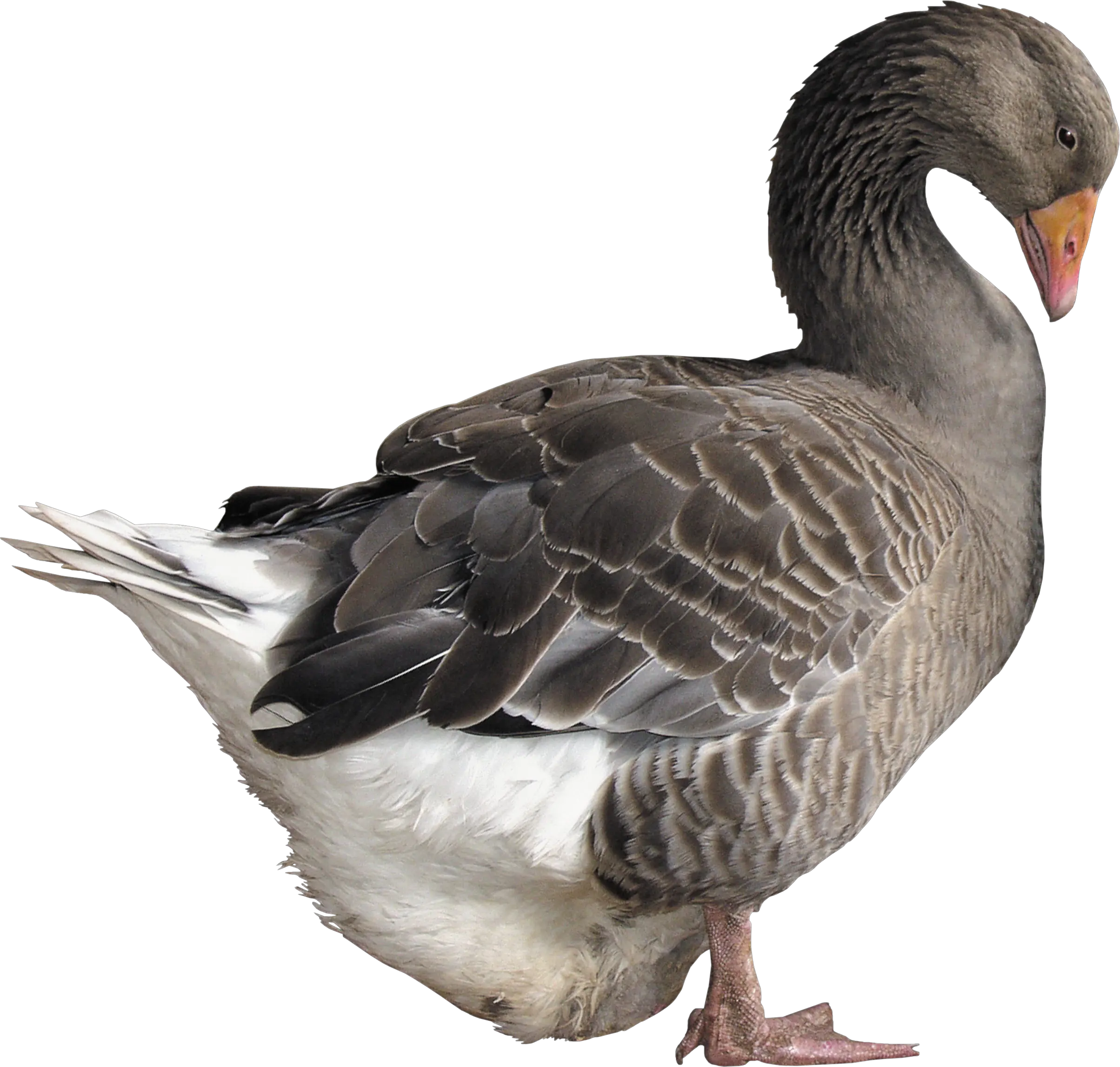 Goose PNG image