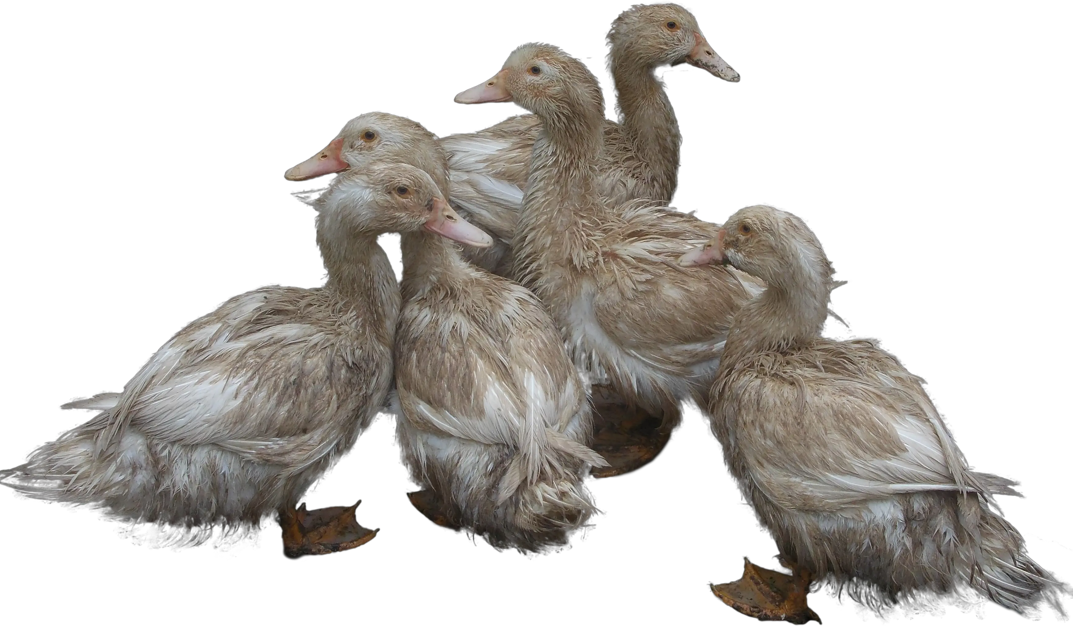 Ducks PNG image