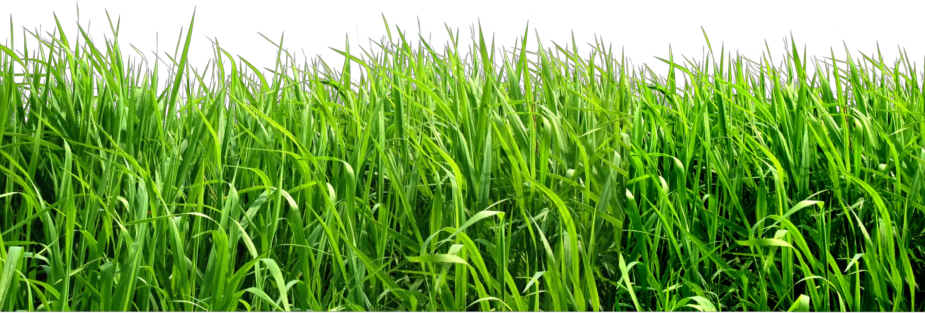 grass png image green grass PNG picture