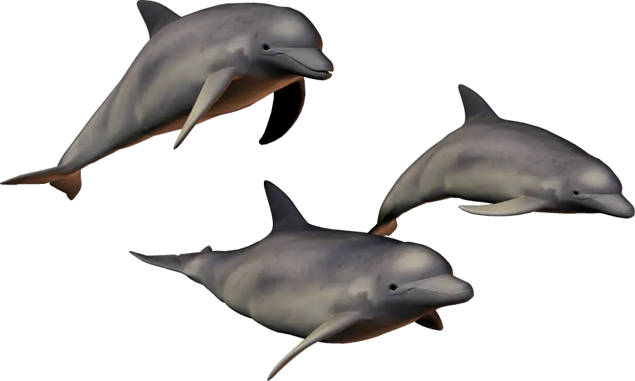 Dolphins PNG image