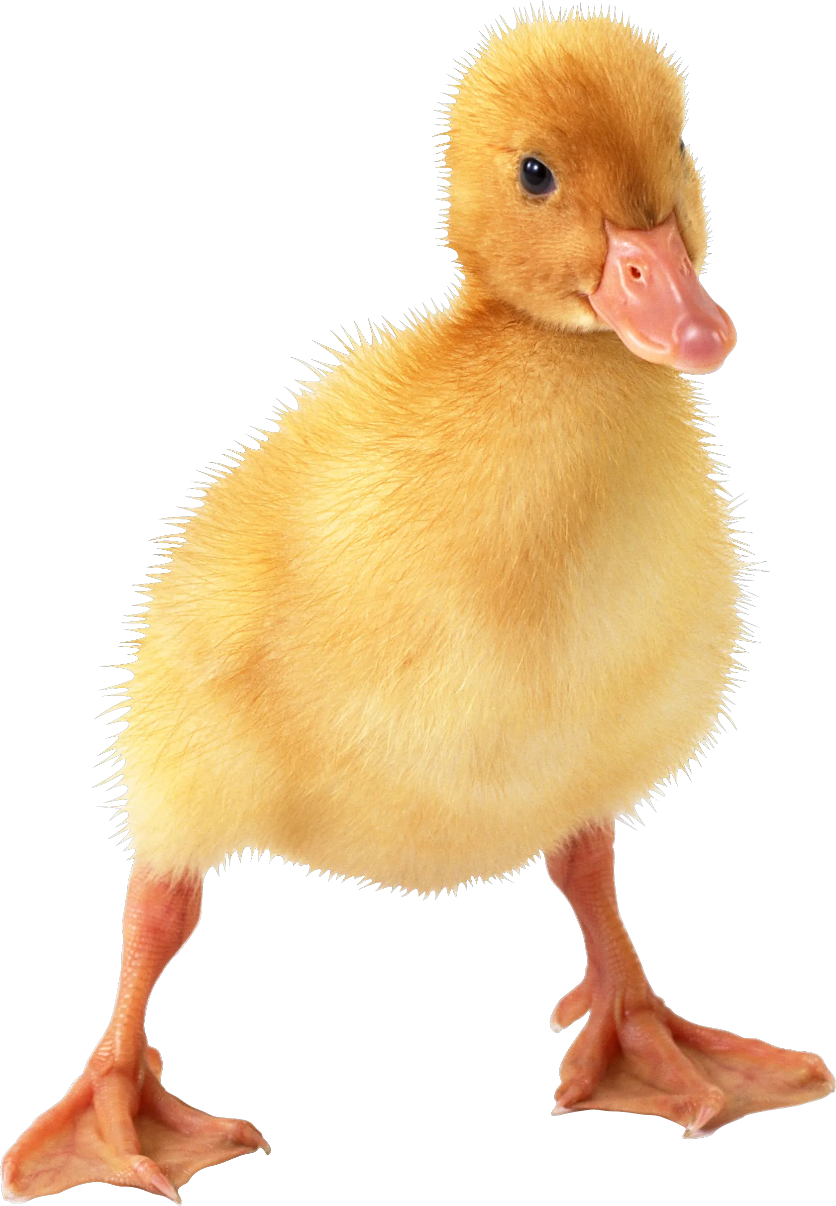 Little duck PNG image