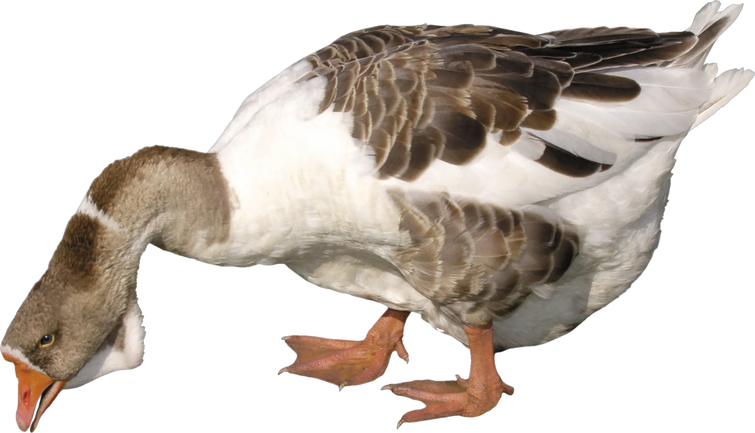 Goose PNG image