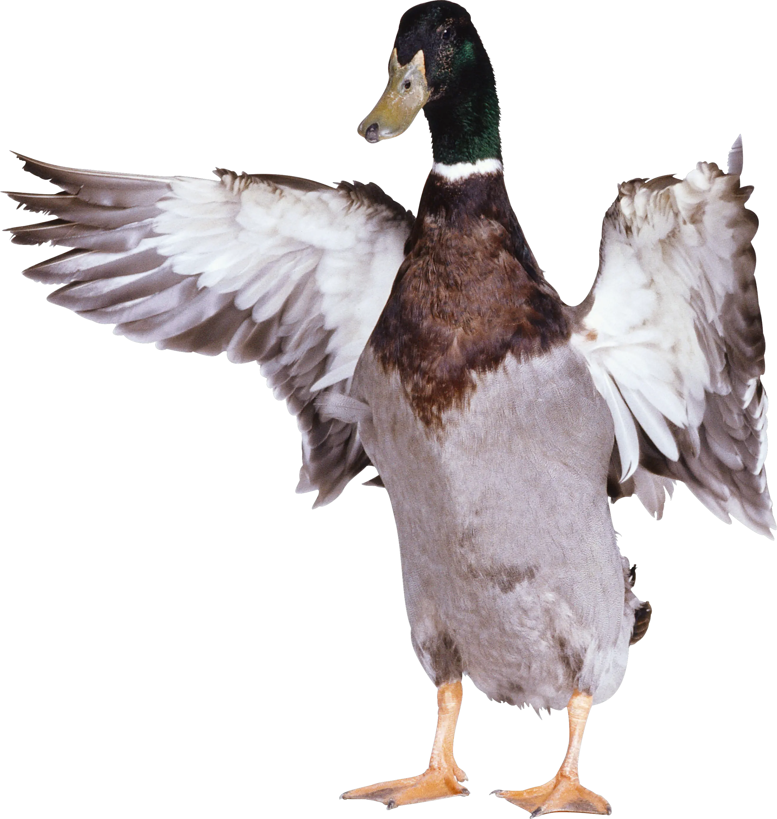 Duck PNG image