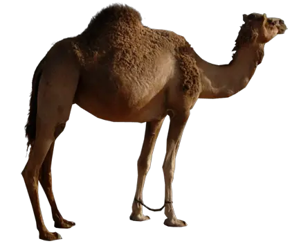 Camel PNG