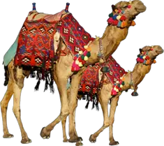 Camel PNG