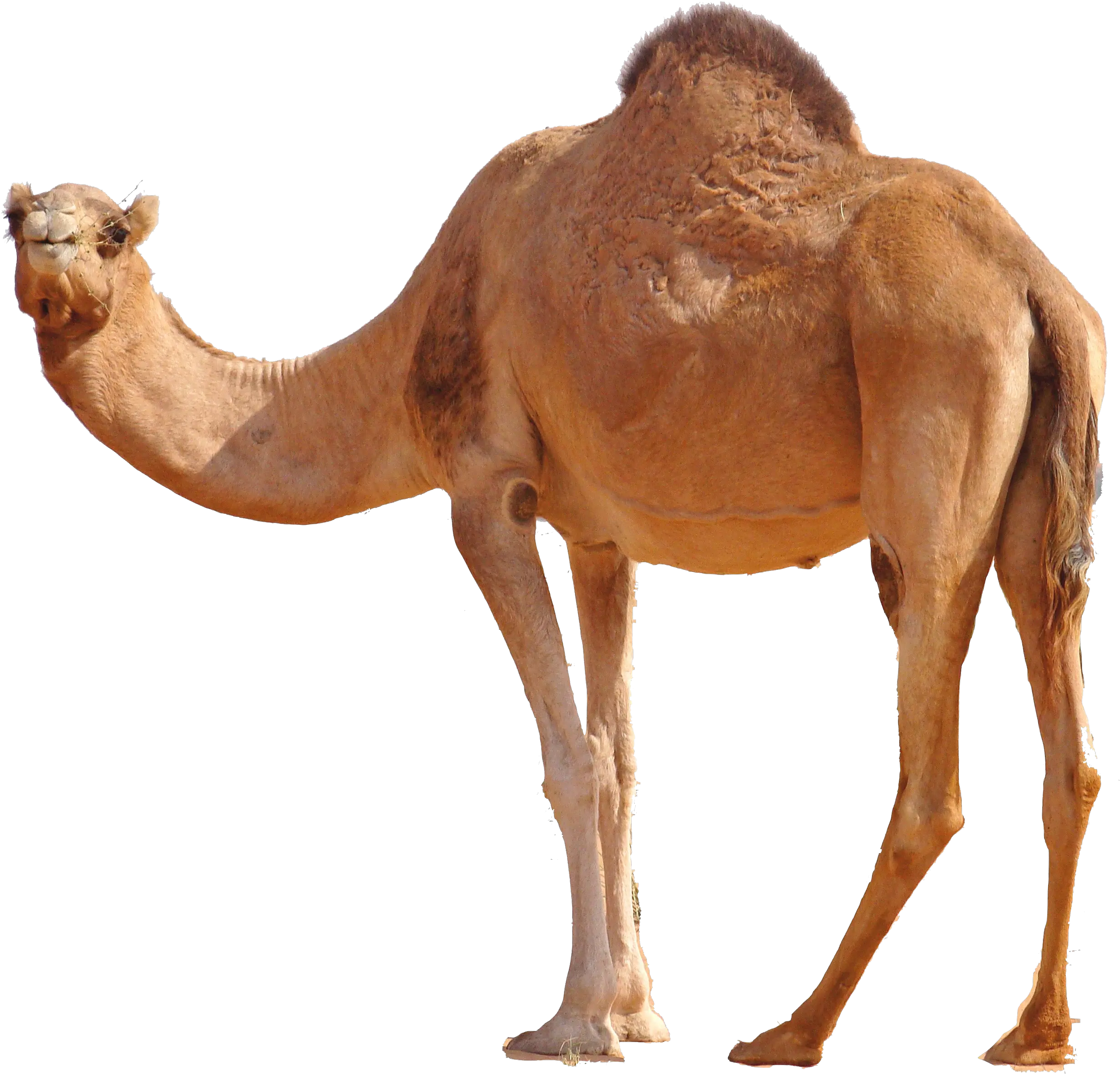 Camel PNG