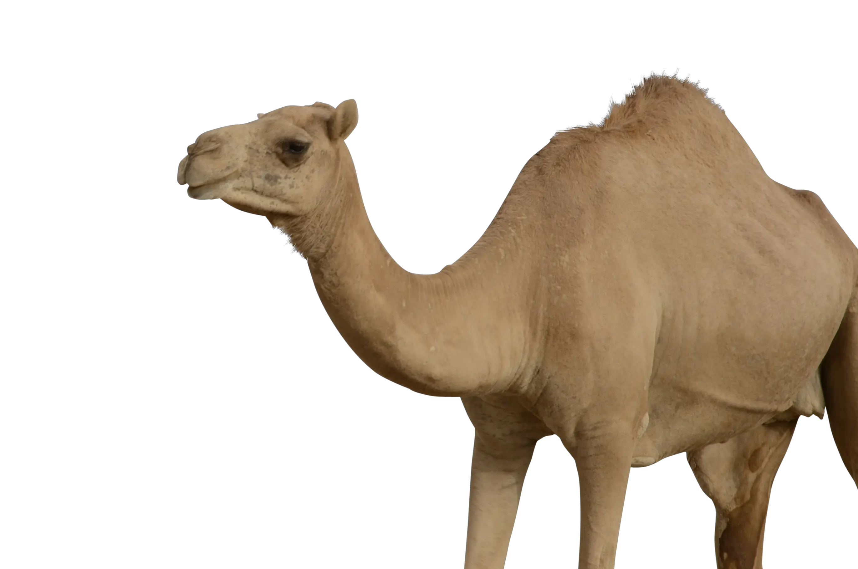 Camel PNG