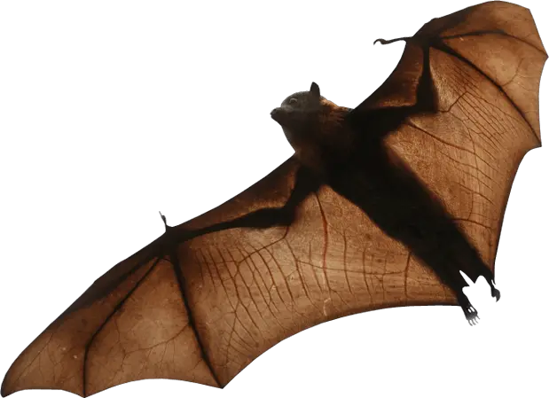 Bat PNG