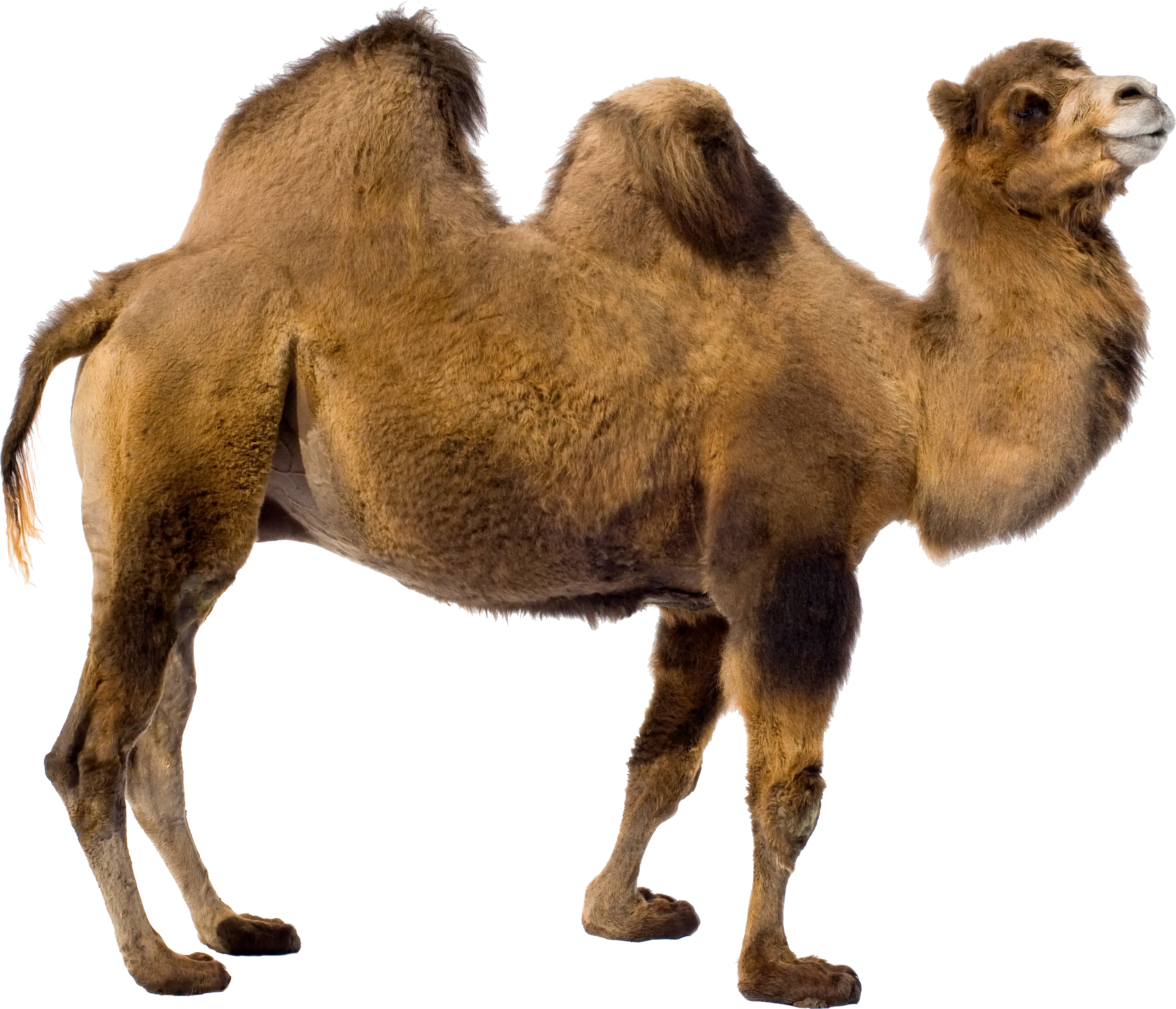 Camel PNG