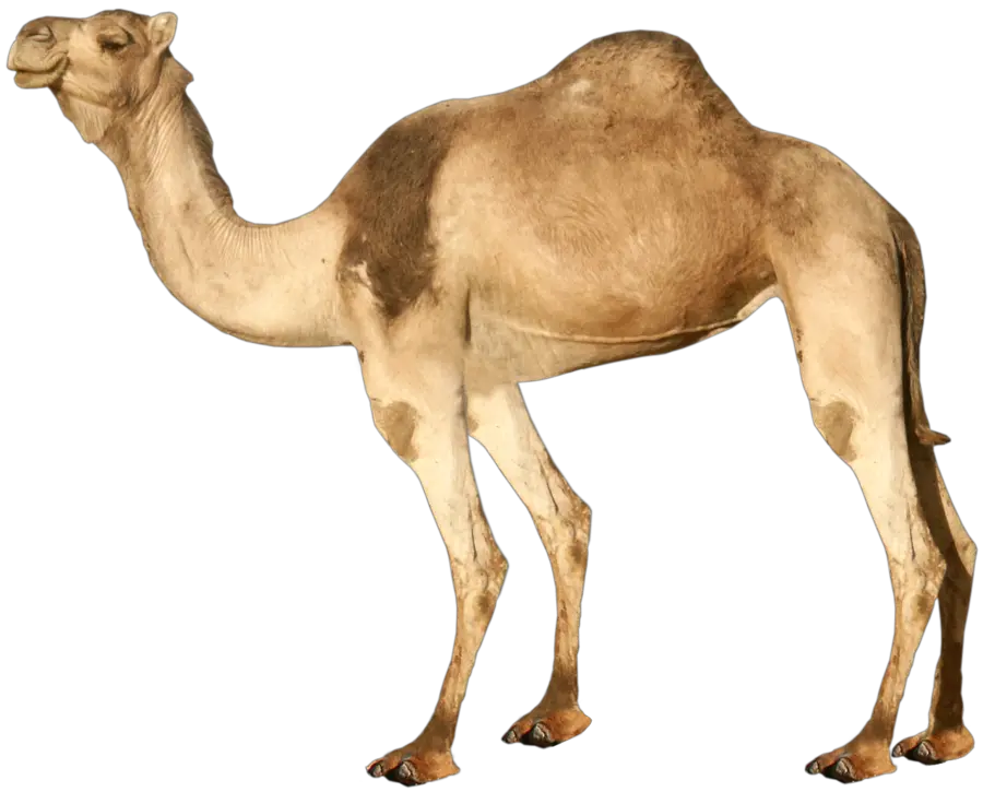 Camel PNG image
