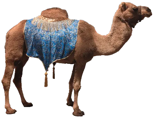 Camel PNG